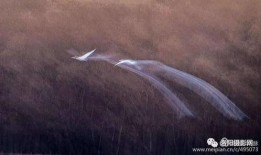 黑天鹅行迹爆料视频,视频爆料揭示惊人真相